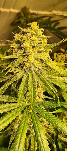 Growreport Bild 18