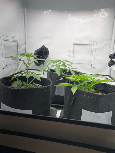 Growreport Bild 5