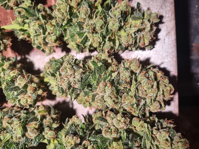 Growreport Bild 12