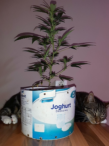 Growreport Bild 13