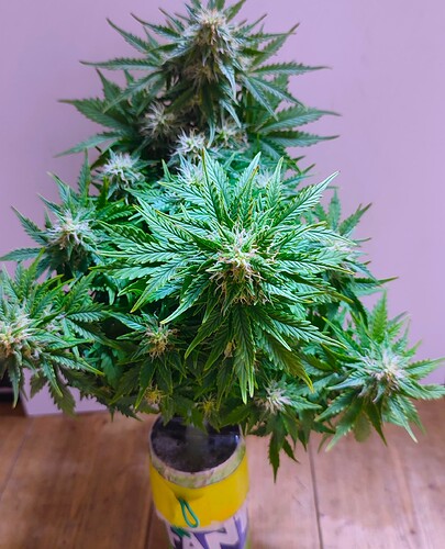 Growreport Bild 30