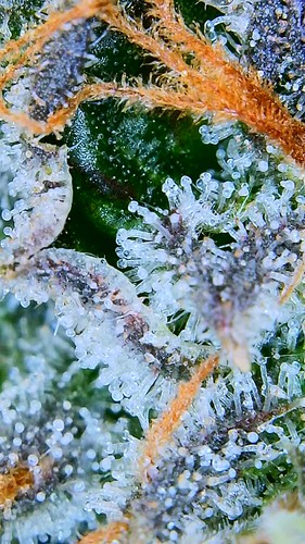 Growreport Bild 42