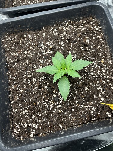 Growreport Bild 7