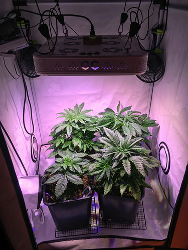 Growreport Bild 2