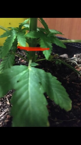 Growreport Bild 3
