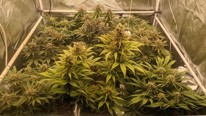 G-IMG_20240117_071933_834