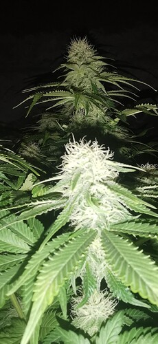 Growreport Bild 28