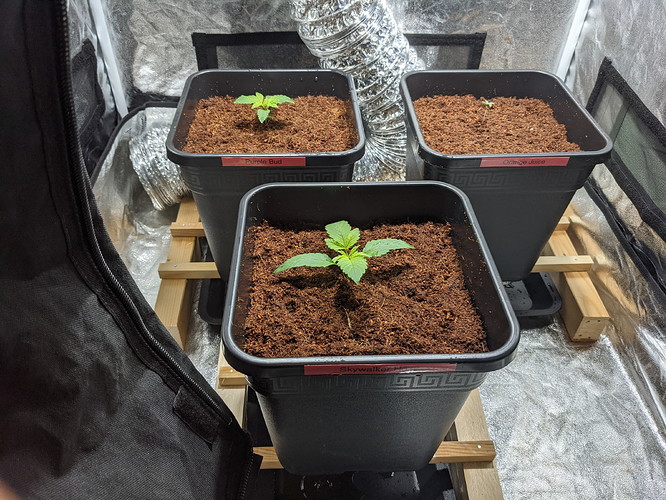 PXL_20210711_190237916