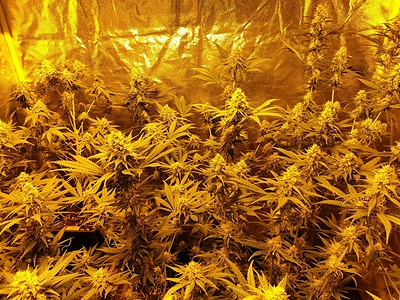 Growreport Bild 1
