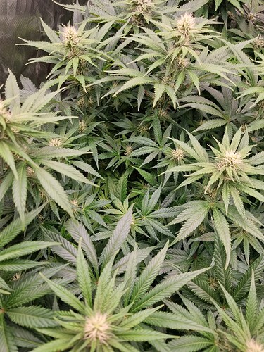 Growreport Bild 7