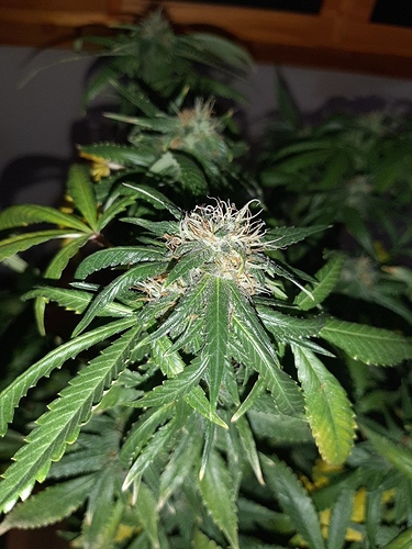 Growreport Bild 9