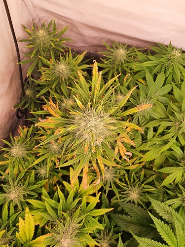 Growreport Bild 5