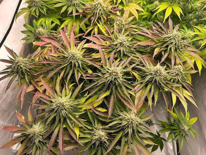 Growreport Bild 3