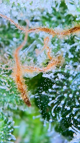 Growreport Bild 21