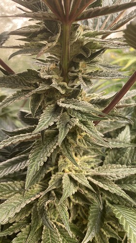 Growreport Bild 24