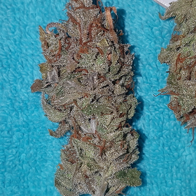 Growreport Bild 54