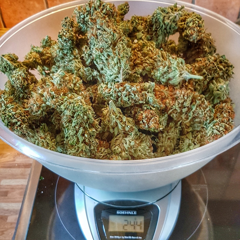 Hulkberry indoor
