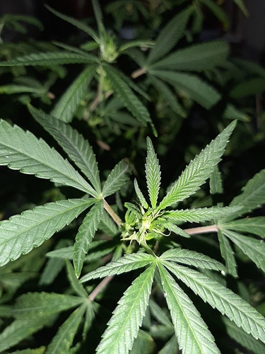 Growreport Bild 3