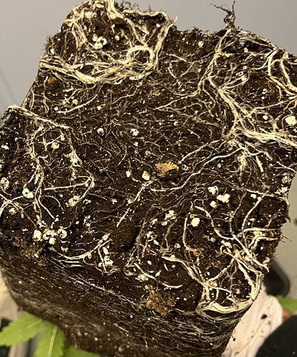 Growreport Bild 3