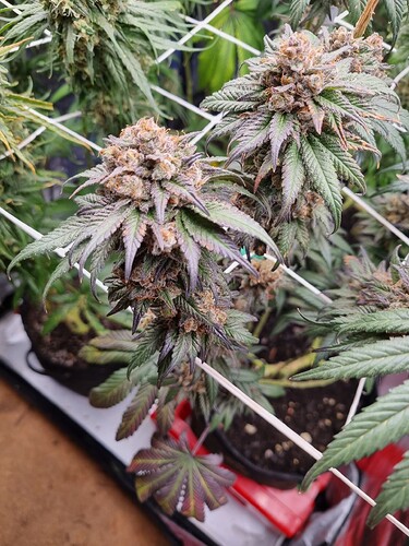 Growreport Bild 19
