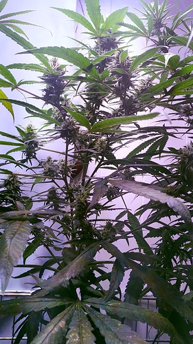 a_m_IMG_20200904_095240