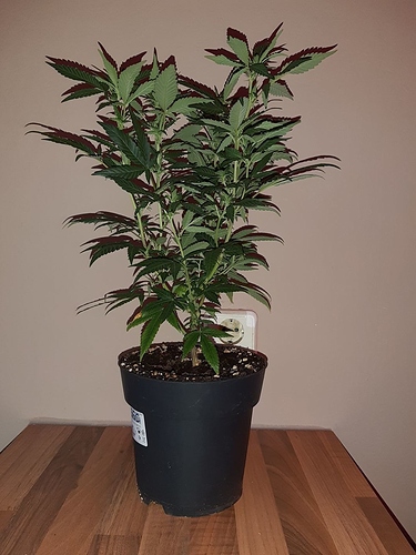 Growreport Bild 10