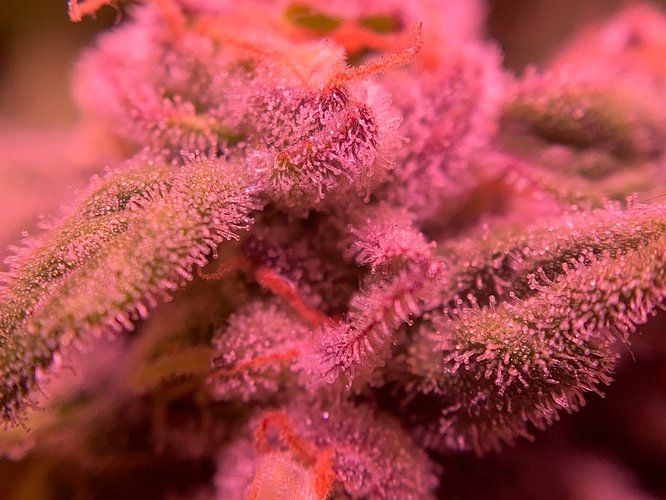 Growreport Bild 3