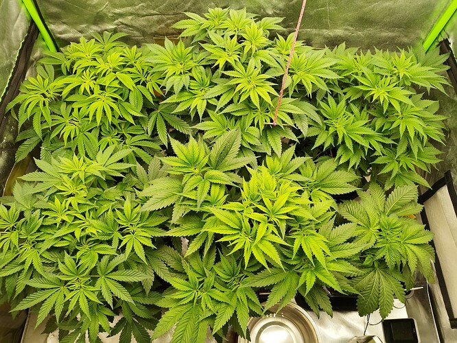 Growreport Bild 1