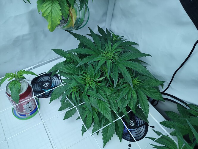Growreport Bild 34
