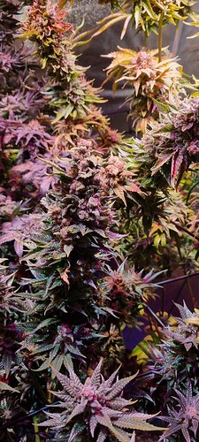 Growreport Bild 13