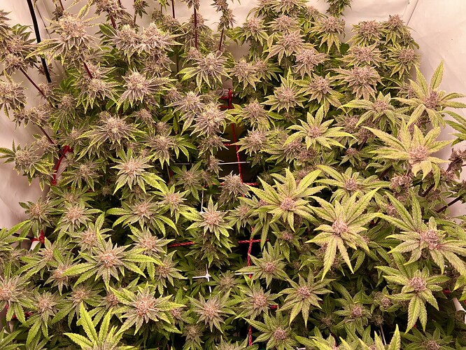 Growreport Bild 19