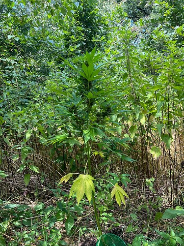 Growreport Bild 2