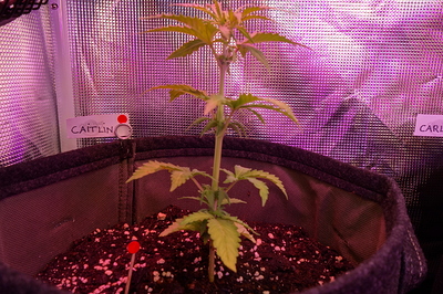 Eine junge Cannabispflanze in einem Stofftopf, beleuchtet von einer violetten Grow-Lampe. Ein Namensschild mit der Aufschrift "CAITLIN" ist am Topf befestigt.