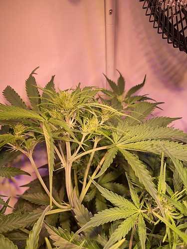 Growreport Bild 5