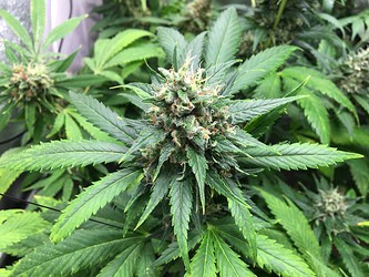 Growreport Bild 4