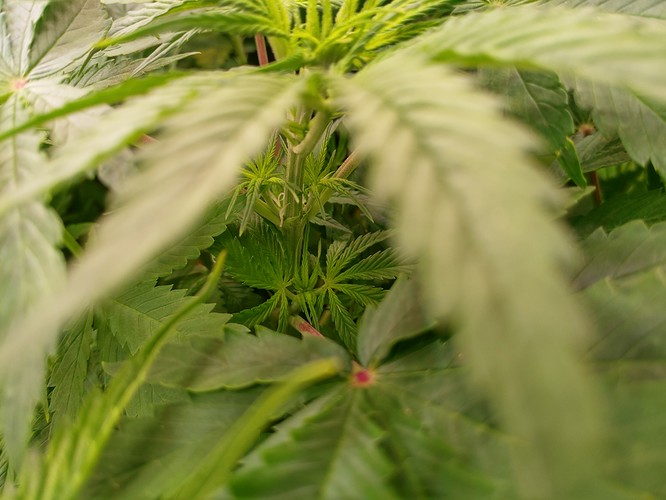 Growreport Bild 6