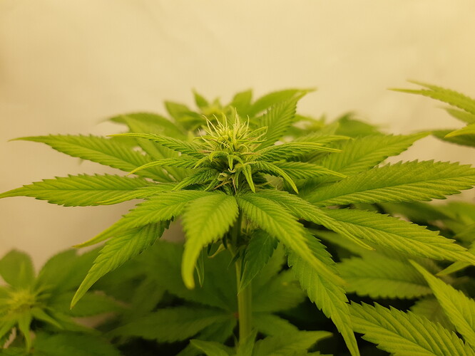 Growreport Bild 6