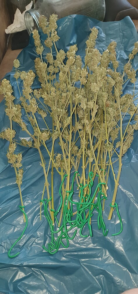 Critical+ und California Indica unter der Killer LED (beendet)