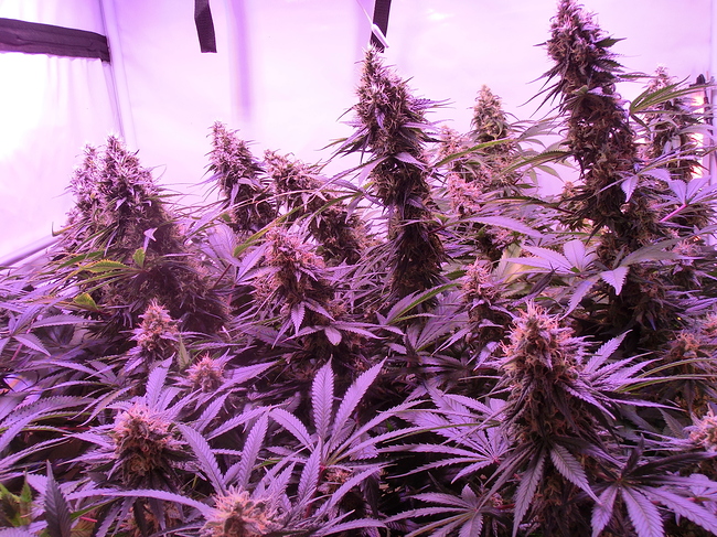 Growreport Bild 4