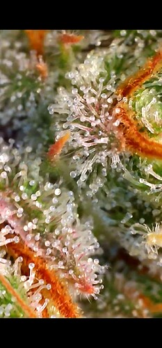 Growreport Bild 28