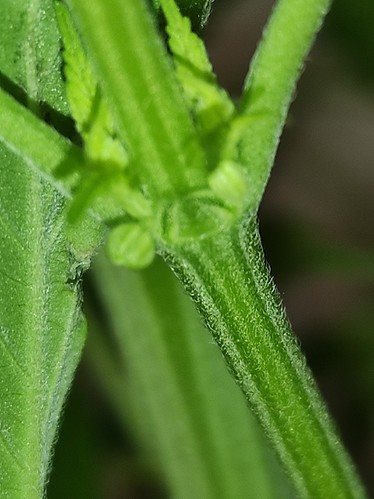 Growreport Bild 11