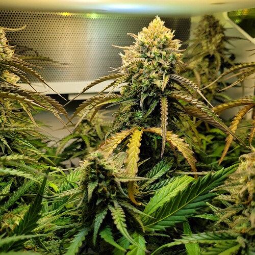 Growreport Bild 4