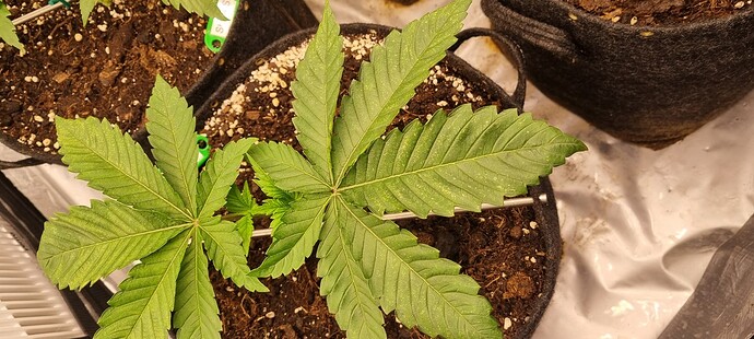 Growreport Bild 18