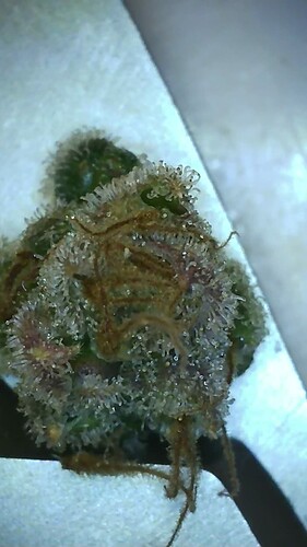 Growreport Bild 6