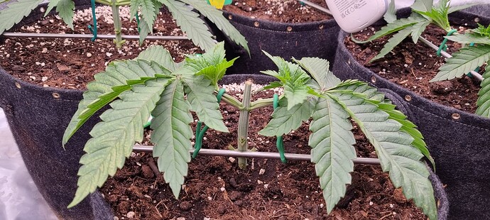 Growreport Bild 29