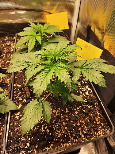 Growreport Bild 5