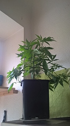 Growreport Bild 9