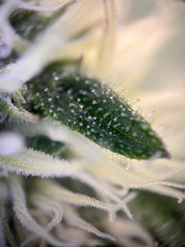 Growreport Bild 7
