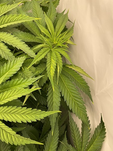 Growreport Bild 5
