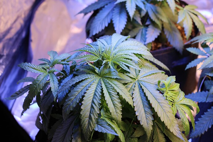 Growreport Bild 20